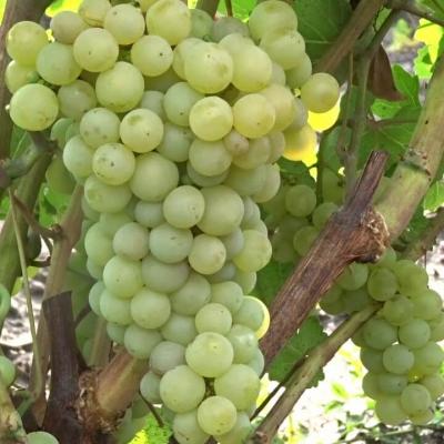Саженцы винограда Лиепаяс Дзинтарс лучшие