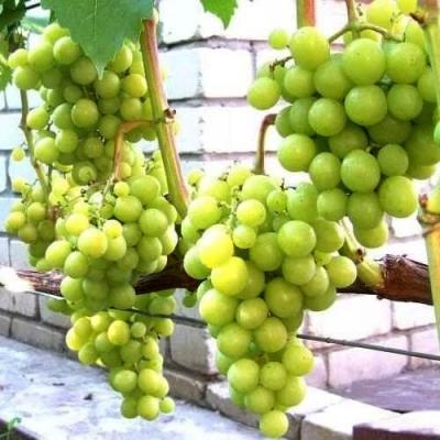 Саженцы винограда Прима и черенки