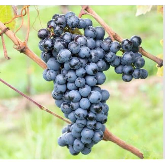 Саженцы сорта винограда Букет саратовской селекции