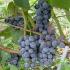 Саженцы винограда Таёжный неукрывной