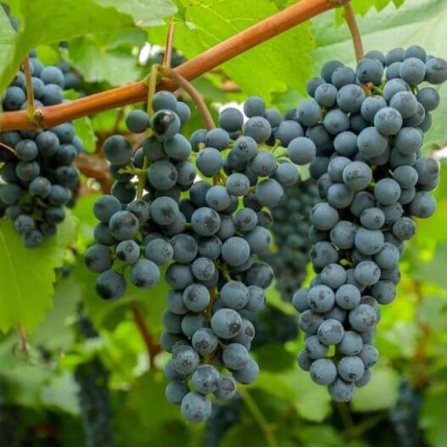 Саженцы винограда Таёжный от виноградаря в Туле