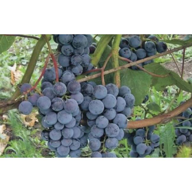 Саженцы винограда Таёжный от виноградаря в Туле