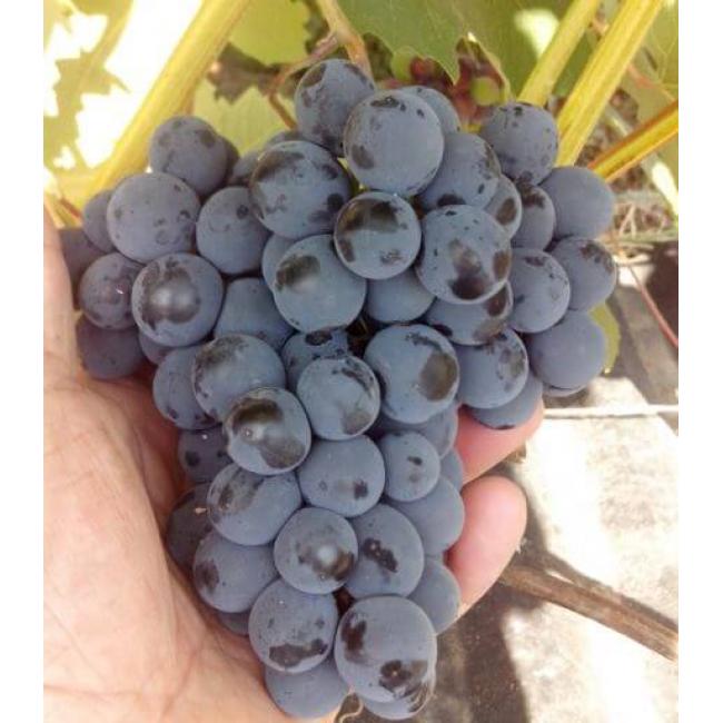 Юодупе виноград саженцы и черенки высшего качества