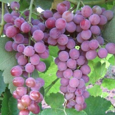 Саженцы винограда Эйнсет Сидлис и черенки